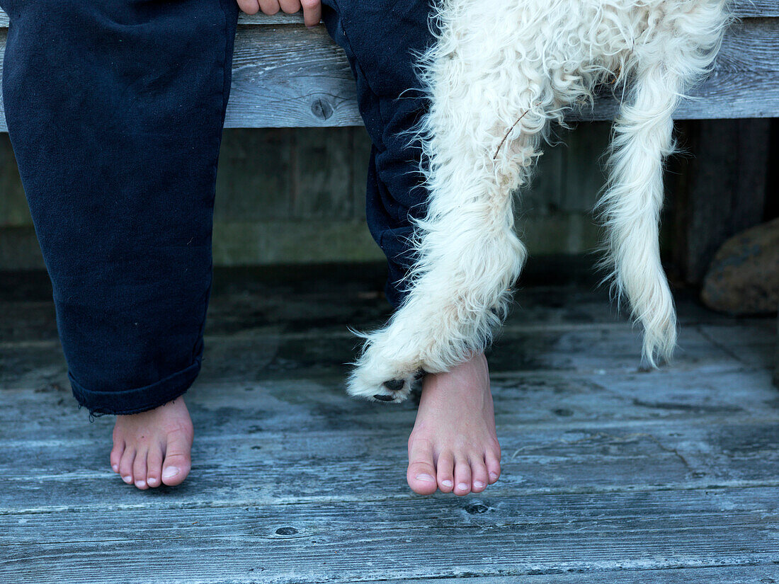 bare feet of boy and dog, maine, usa