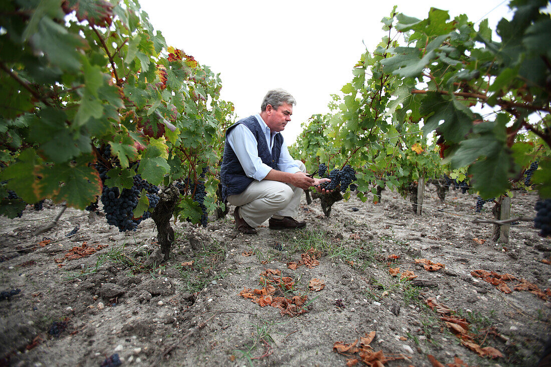 Man in Bordeaux, Leognan, Bordeaux, France