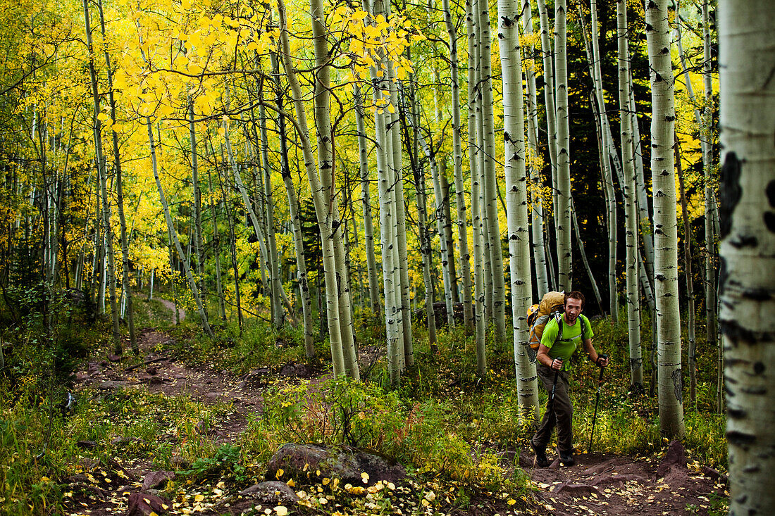 A young man hikes through a aspen forest in the fall colors on his way to climb a mountain Aspen, Colorado, USA