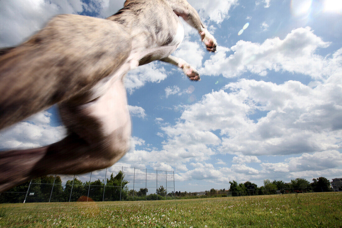 A dog jumps into a cloudy sky, Wrightsville Beach, NC, USA