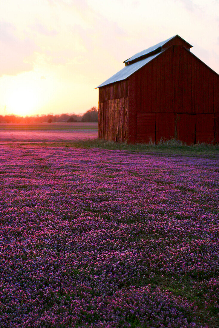 Tobacco barn in the spring at sunset Clarksville, Tennessee, USA