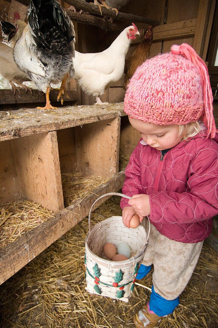 Young girl gathering fresh chicken eggs, Burnsville, North Carolina Burnsville, North Carolina, USA