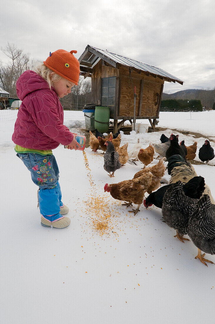 Young girl feeding chickens in winter, Burnsville, North Carolina Burnsville, North Carolina, USA