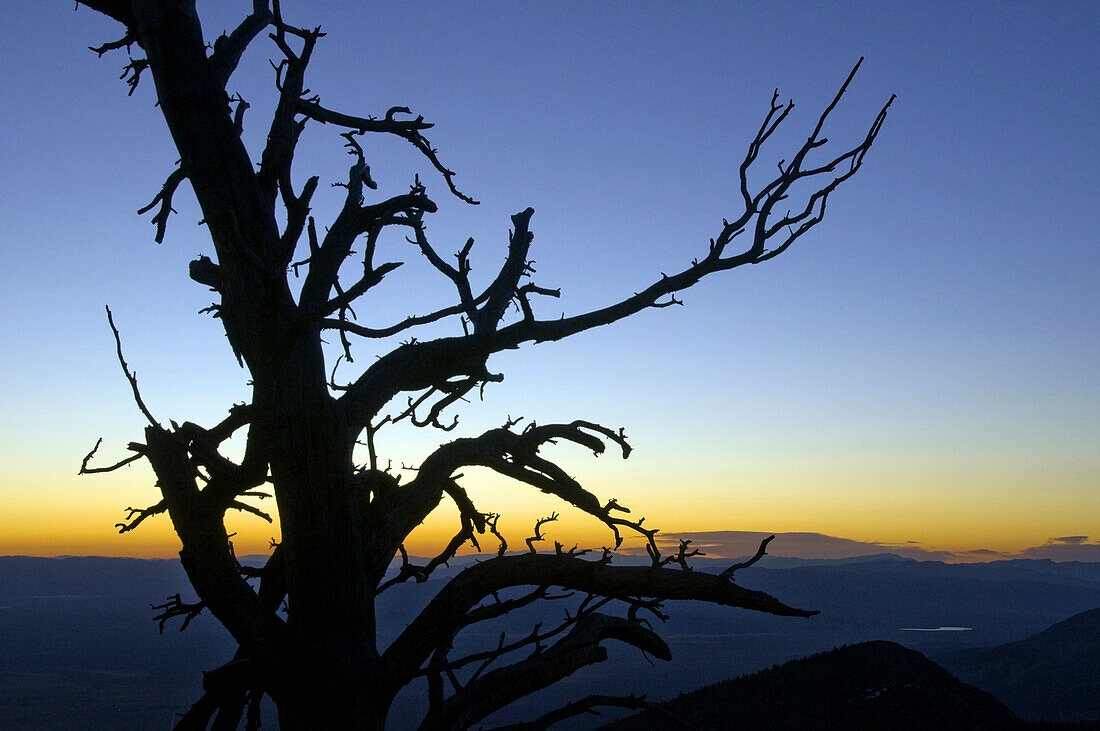 A silhouette of a tree at sunrise in Great Basin National Park, NV Great Basin National Park, Nevada, USA