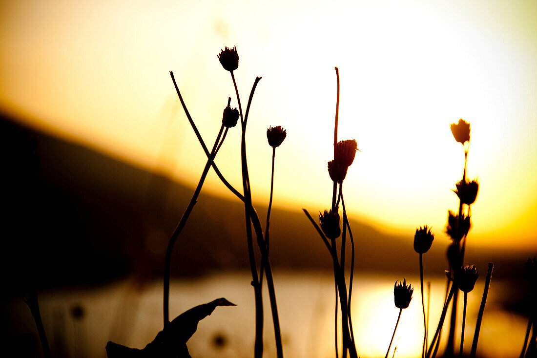 Dried flowers silhouetted at sunrise Hood River, Oregon, USA