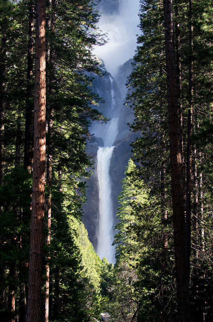 Lower Yosemite Falls pictured through the trees lining the path to the viewing area in Yosemite National Park, California Yosemite, California, USA