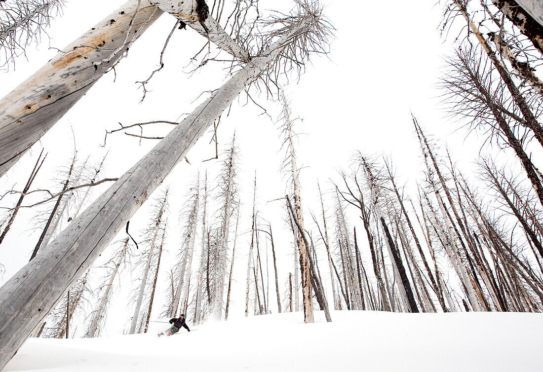 Skier skiing through dead trees MT, USA