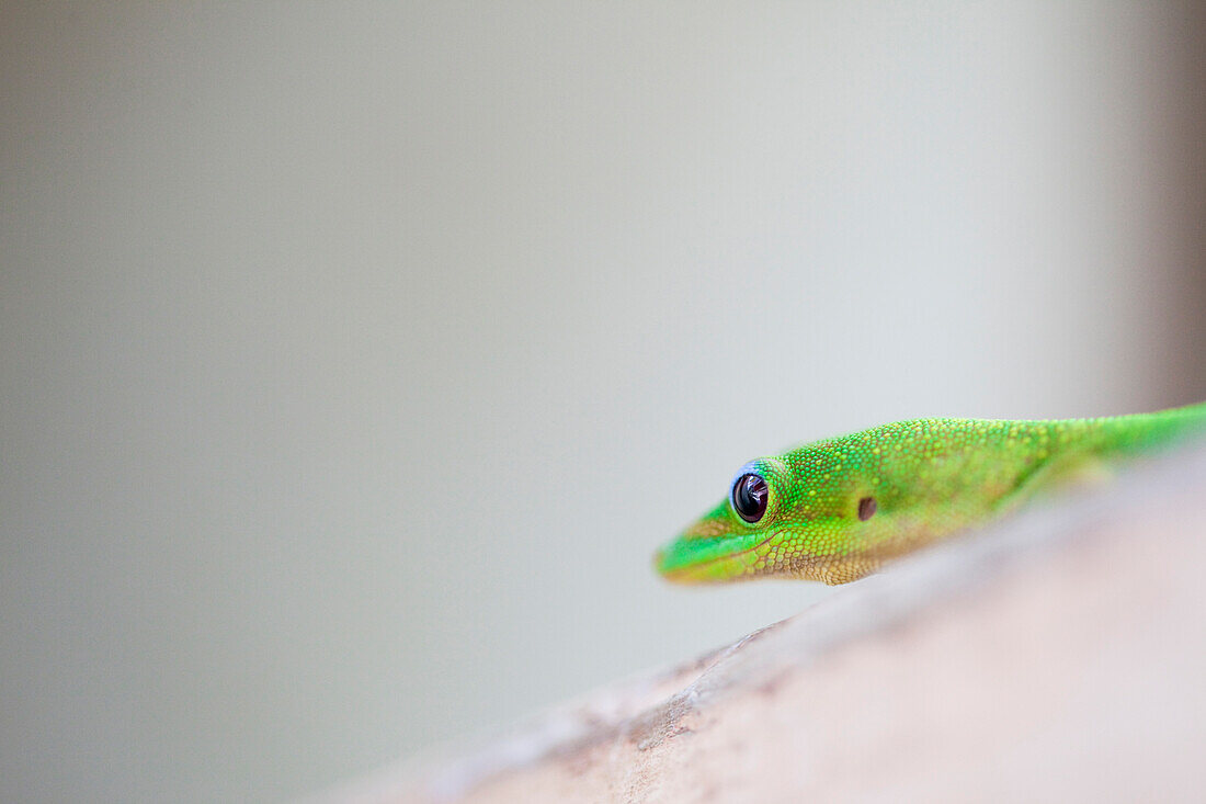 A golden  day gecko  on the north shore, Hawaii north shore of Oahu, Hawaii, USA