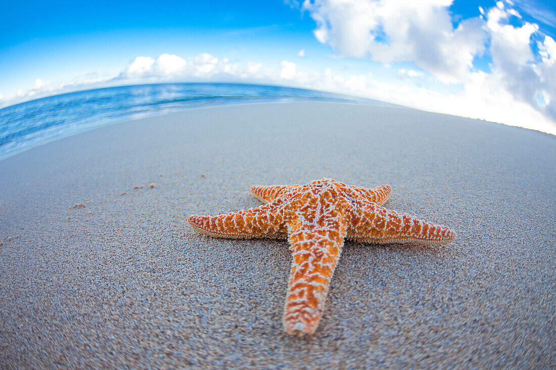 A starfish on the beach in Hawaii north shore of Oahu, Haw, USA