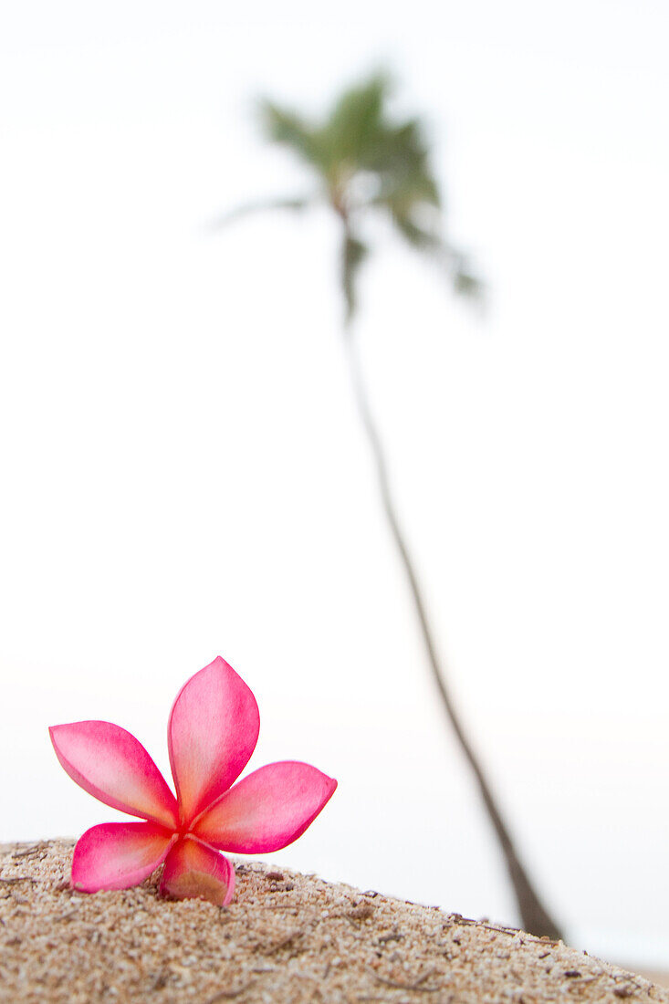 A pink plumeria flower, near a lone palm tree in Hawaii north shore of Oahu, Hawaii, USA