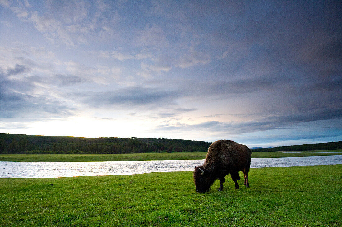 A buffalo grazes in a field at dusk in Yellowstone National Park, Wyoming Yellowstone National Park, Wyoming, USA