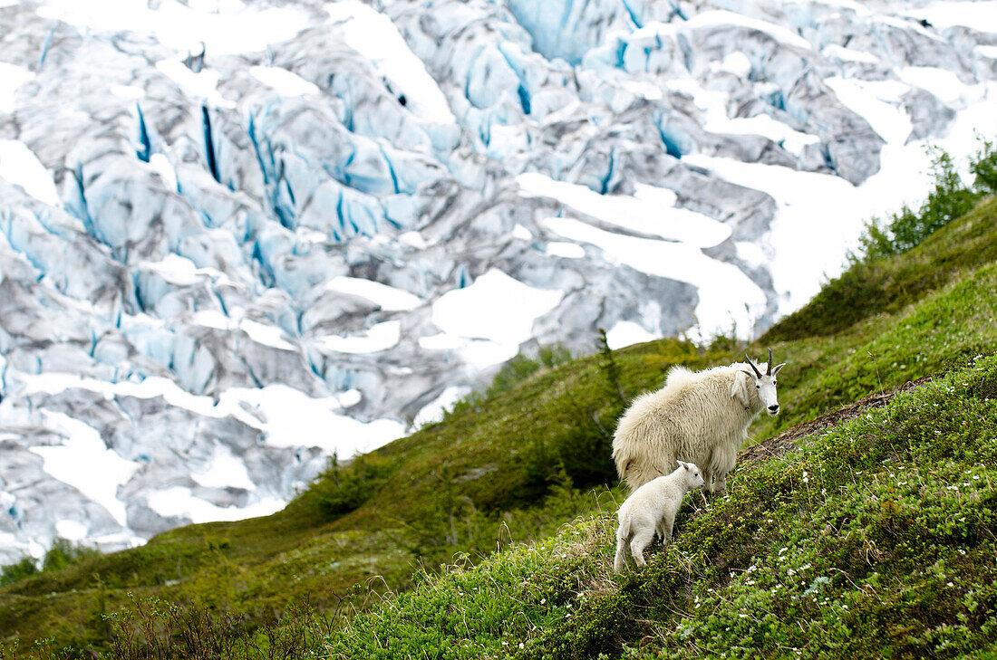 A mountain goat and its baby search for food near the Exit Glacier in Seward, Alaska Seward, Alaska, USA