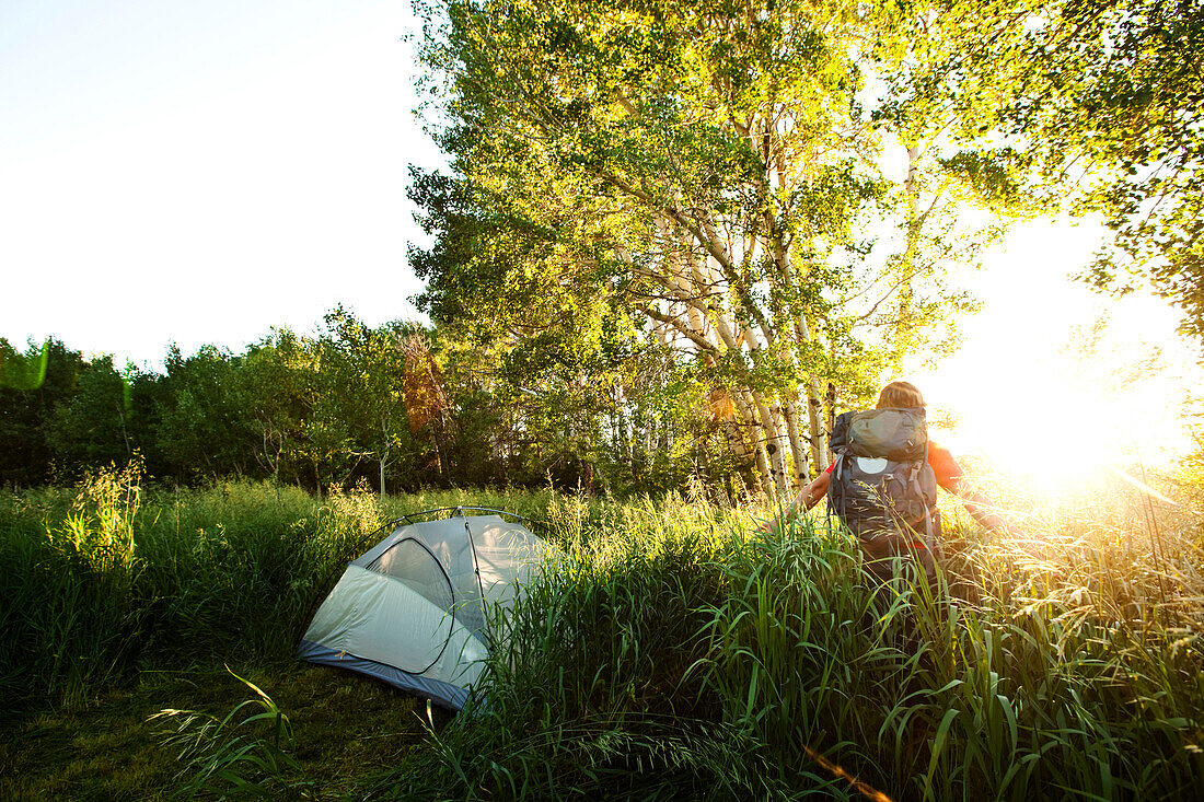 A man walking through tall grass next to his tent at sunset on a backpacking trip in Montana Bozeman, Montana, USA