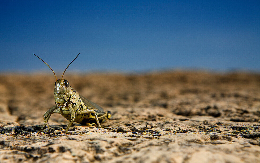 A grasshopper sits on a rock., La Grange, KY, United States