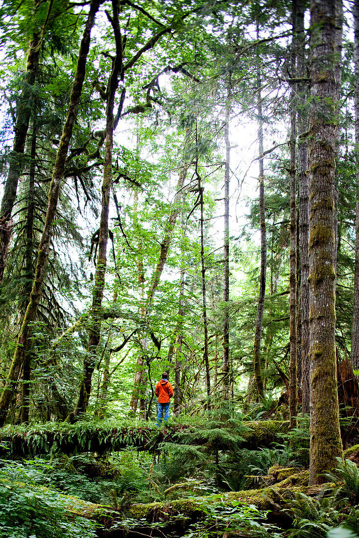 A man crosses a log in the thick green forest of the Olympic National Park., Washington, USA