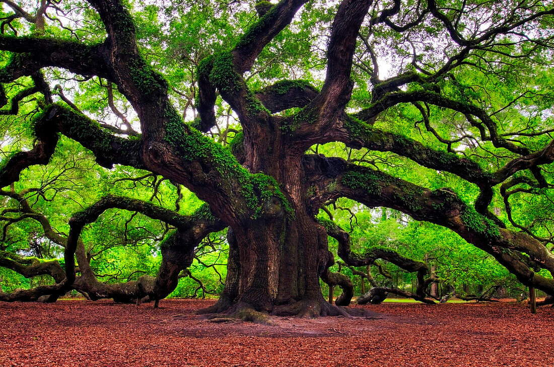 The famous Angel Oak tree located on Johns Island near Charleston, SC., Johns Island, South Carolina, USA