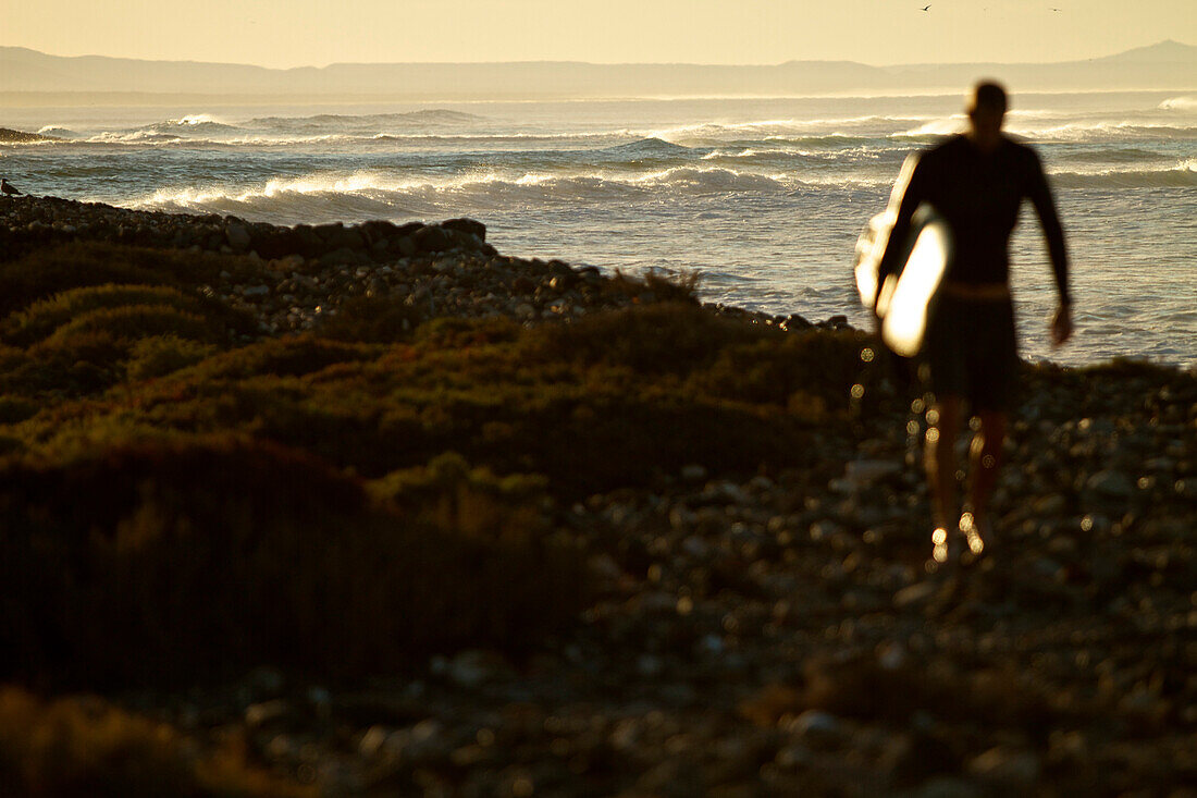 A surfer walks back to shore carrying his surf board after a morning surf session. Baja Mexico., Baja, Mexico