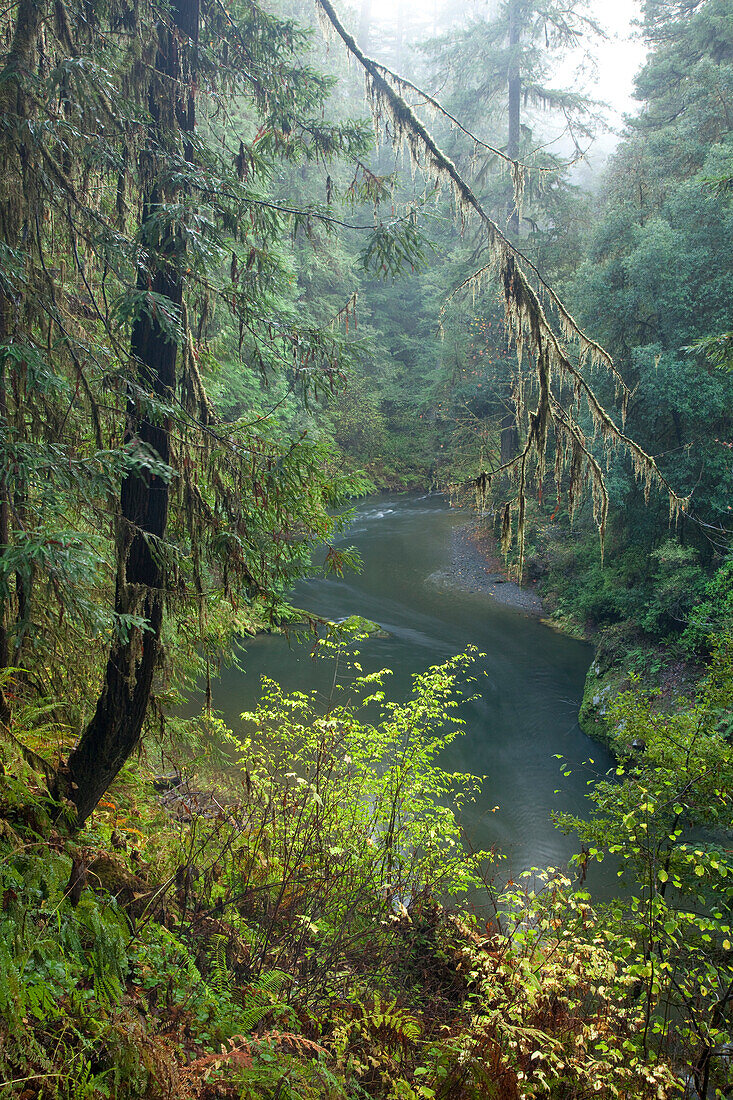 Scenic image of stream running through Redwood National Park, CA., Moab, Utah, USA