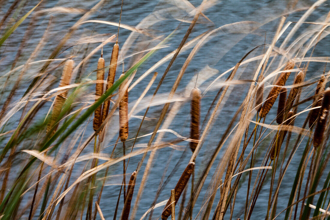 Cattails blowing in the wind near a pond in Vermont., Westminster, Vermont, USA