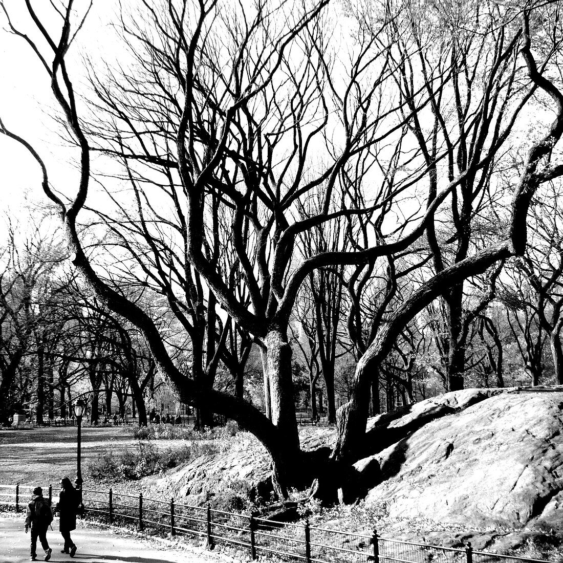 A tree line in the park in NYC., New York City, NY, USA