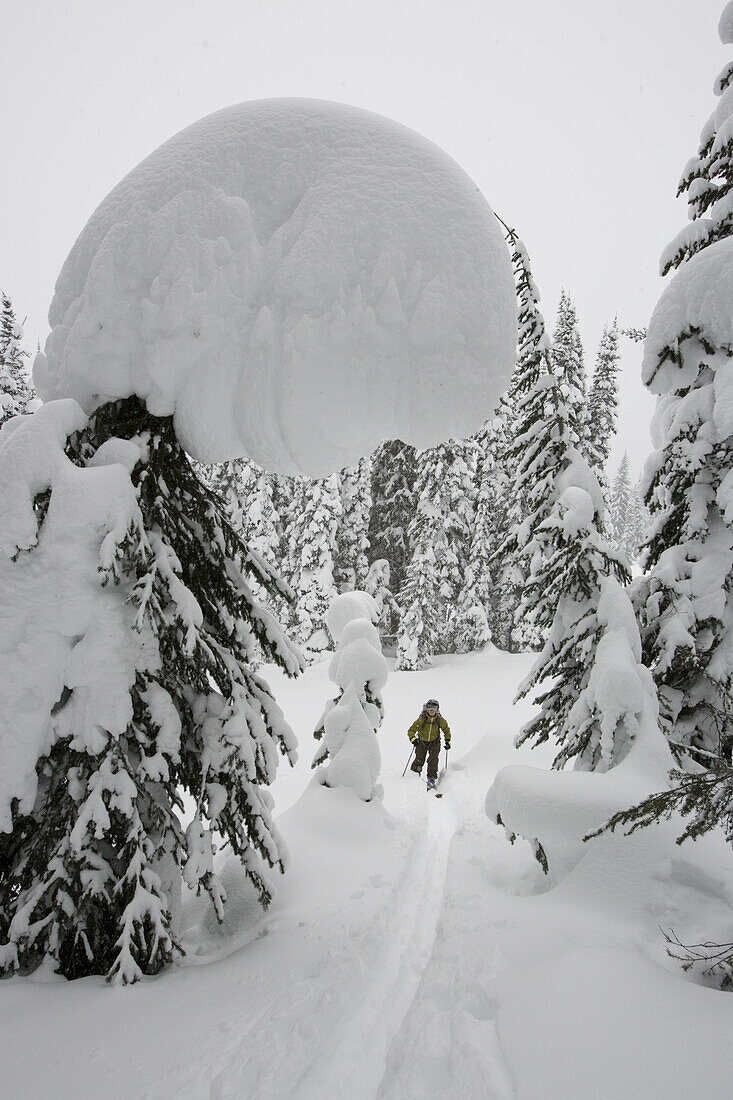 Young woman ski-touring through forest, Rogers Pass, British Columbia, Canada