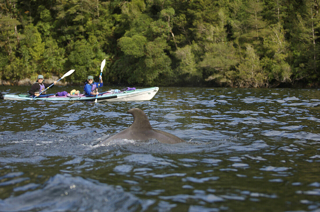 Kayakers with a dolphin, South Island, New Zealand