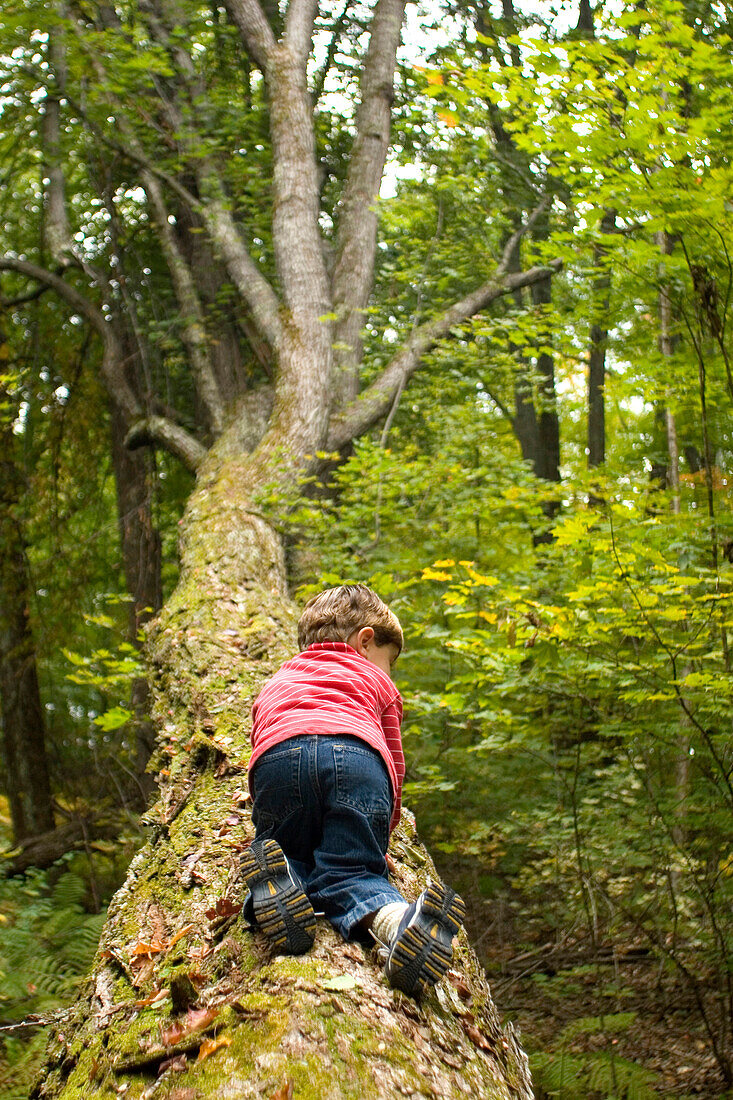 Young boy playing in forest in rural Lake Ossipee, New Hampshire New Hampshire, United States