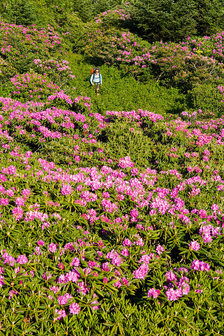 Woman hiking through rhododendrons at Roan Mountain State Park, North Carolina Bakersville, North Carolina, USA