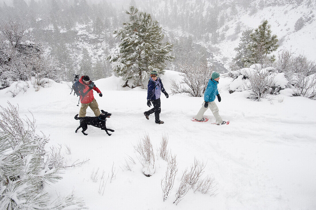 High angle side view of three adults and one dog walking on a trail in the snow in Bend, Oregon Bend, Oregon, U.S.A.