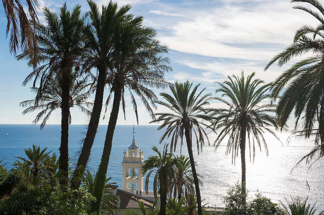 Palm trees, church steeple in background, Bordighera, Province of Imperia, Liguria, Italy