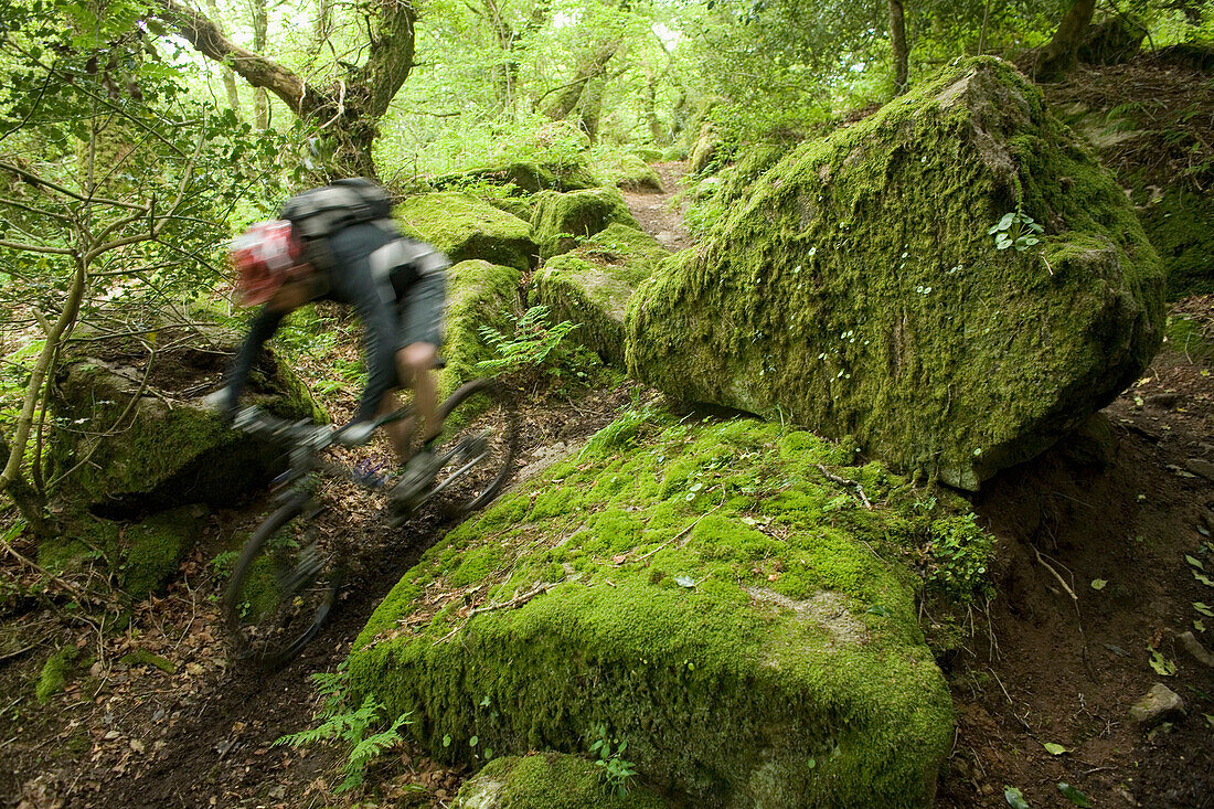 A man speeds past on his mountain bike through a mossy forest in England. (blurred motion), England