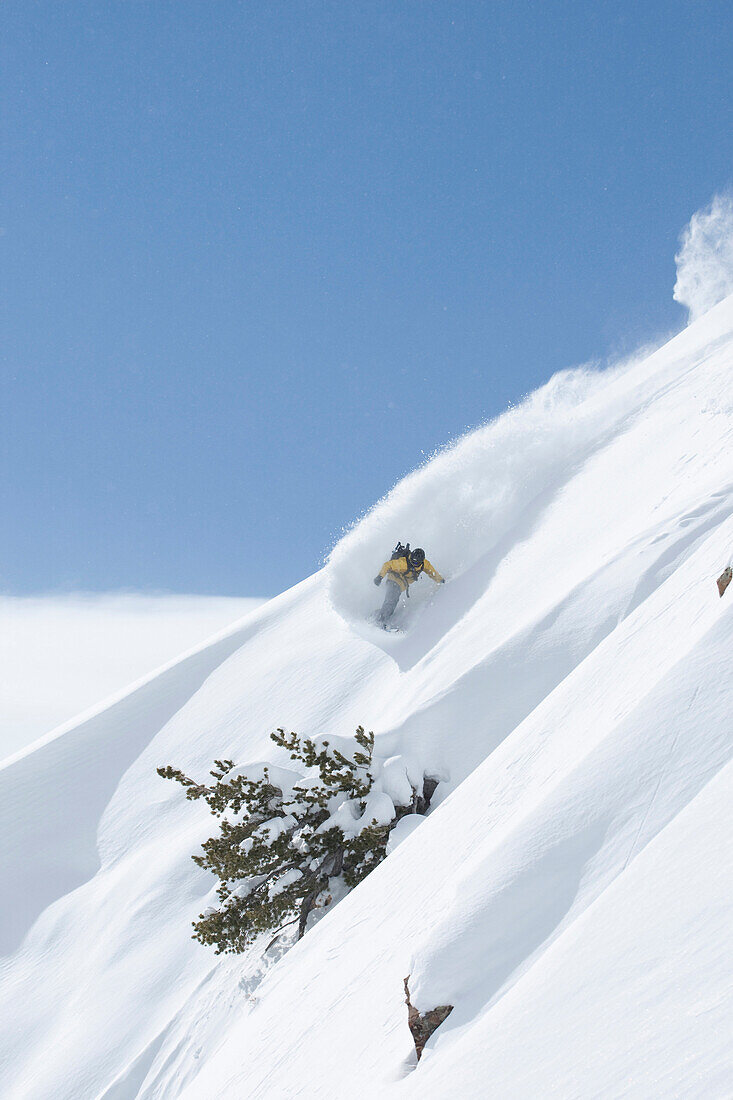 Male snowboarder making a powder turn, wasatch mountains, Utah Alta, Utah, USA