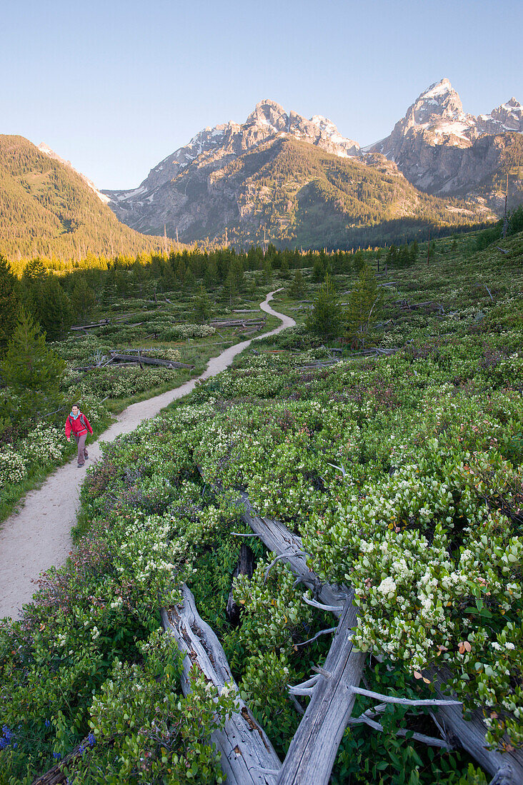 A young woman takes an early morning trail run in the Grand Teton National Park, Wyoming Wyoming, USA