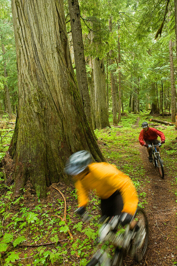 Two mountain bikers ride through a lush, old growth forest in North Idaho Idaho, USA