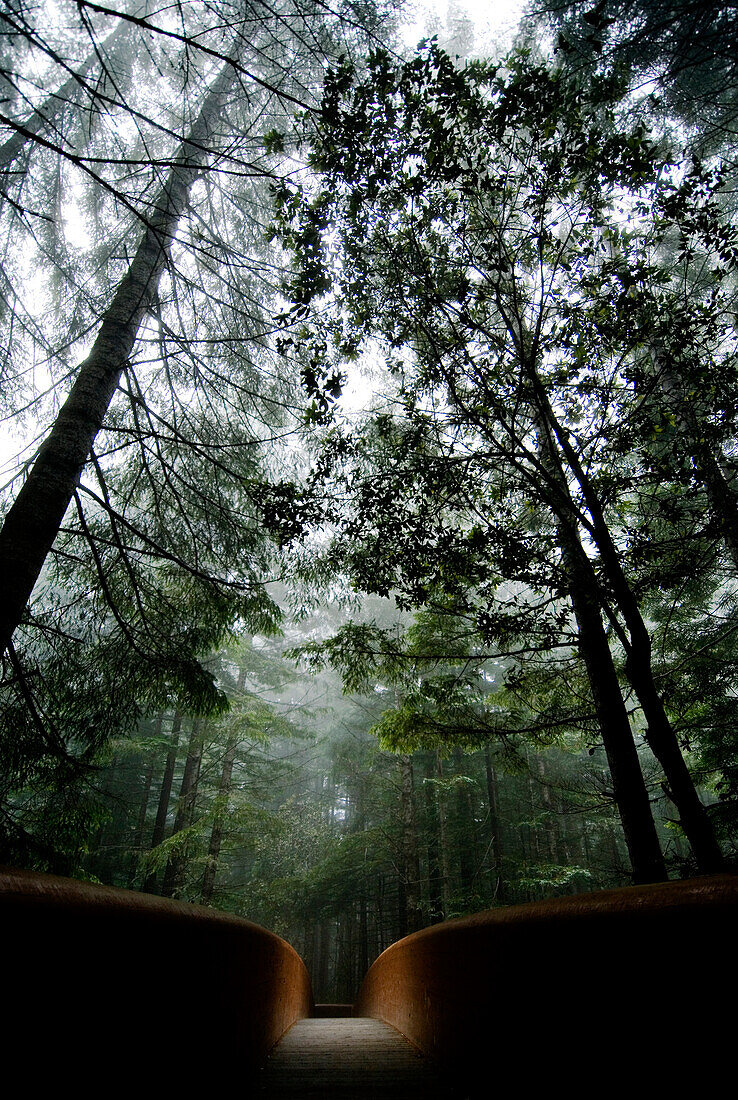 Light shines through the fog and hits the middle of a bridge in the Redwood National Park, California Redwood National Park, California, USA