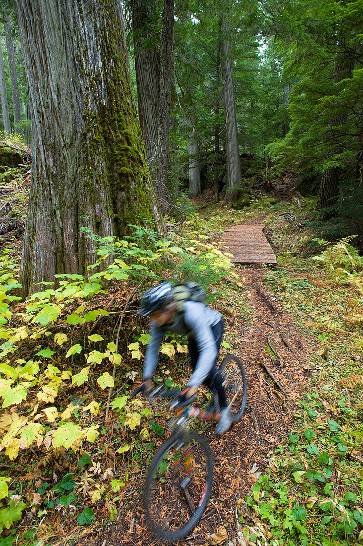 A man is a blur as he mountain bikes the lush, green forest of northern Idaho. (motion blur), Idaho, USA