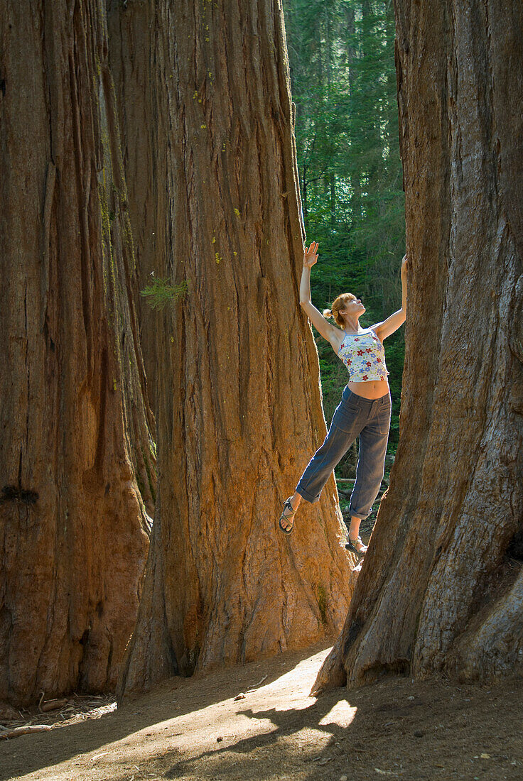 A young woman connects with a large redwood tree CA, USA
