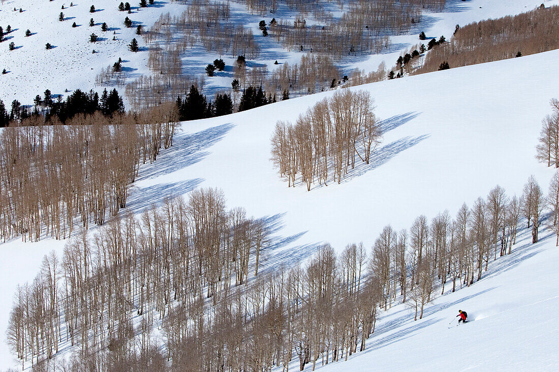 One man skiing an untracked mountain heading down into an aspen grove Wendover, Nevada, USA