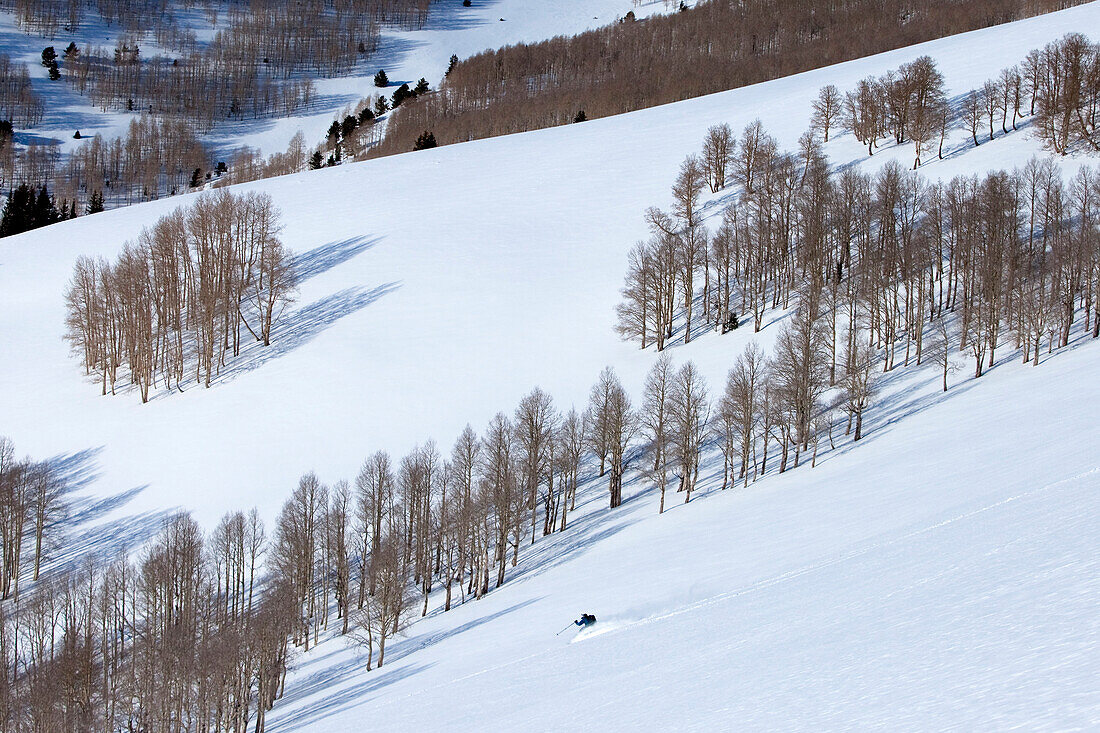 One man skiing an untracked mountain heading down into an aspen grove Wendover, Nevada, USA