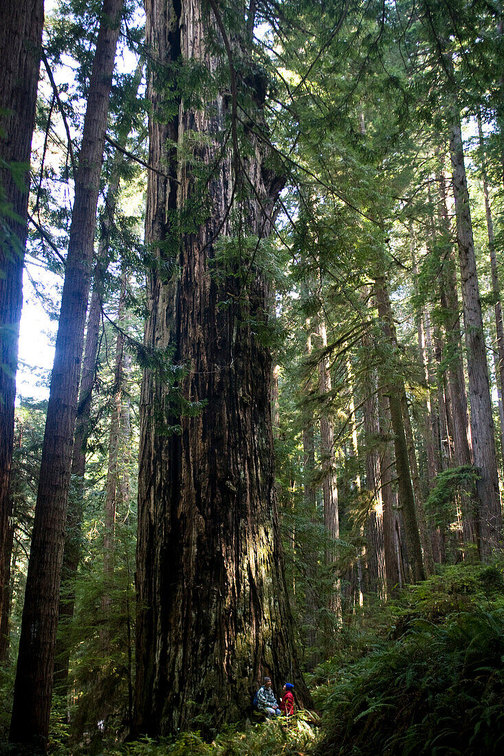 A young couple sits under a massive redwood in California Arcata, California, USA