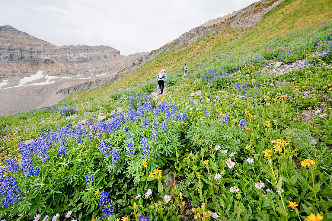 Two female hikers walk past a group of wildflowers on a hike up the Timpooneke Trail on Mt. Timpanogos, UT Pleasant Grove, Utah, USA