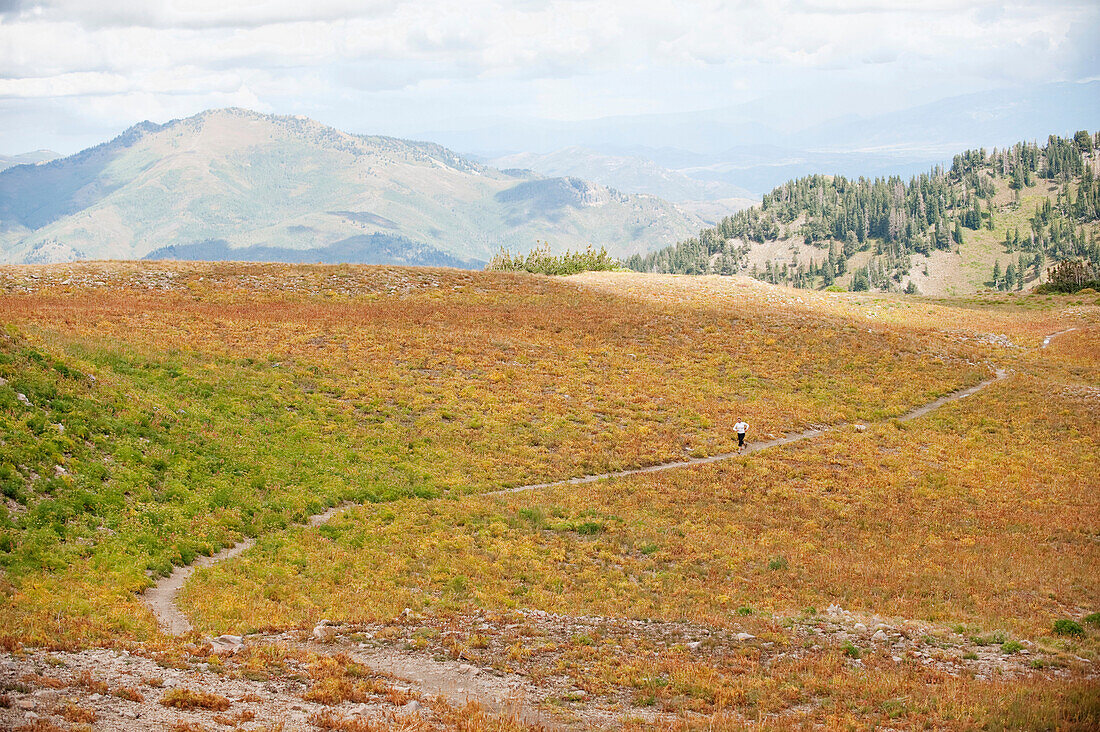 A woman trail runs through a colorful field on Mt. Timpanogos, near Pleasant Grove, UT Pleasant Grove, Utah, USA