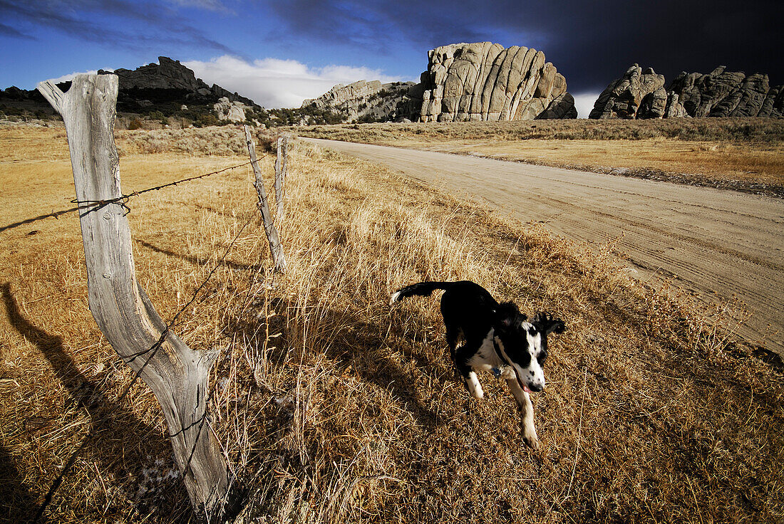 A dog walks along the side of a dirt road City of Rocks, Idaho, USA