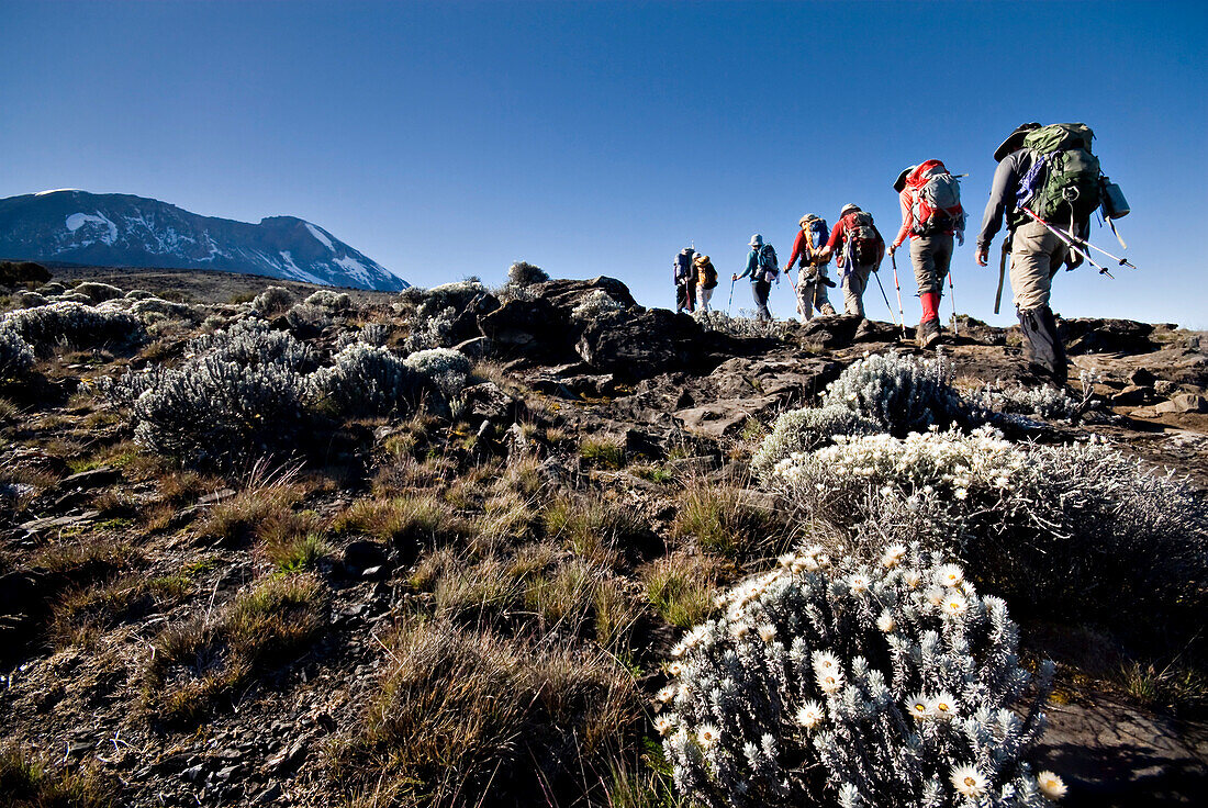 Hikers trek towards Mt. Kilimanjaro mid-morning as the peak lurks in the distance Tanzania