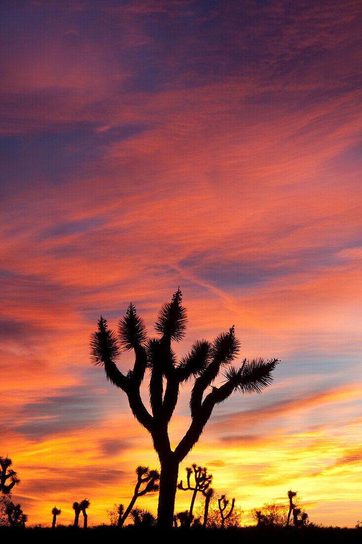 Sunrise in Joshua Tree National Park, California California, USA