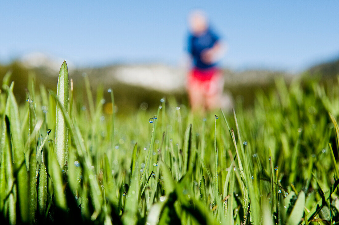 Morning dew fills the grass, while a young woman, out for a trail run, runs by in Lake Tahoe, Nevada Incline Village, Nevada, USA