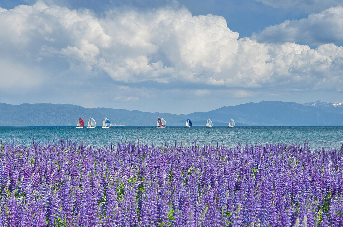 A group of sailboats are out for an afternoon sail in Lake Tahoe, California Tahoe City, California, USA