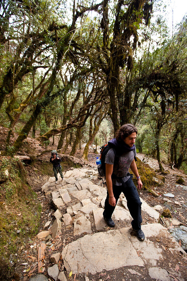 A trekking pair climb through Rhodadendron forest in Nepal Annapurna Conservation Area, Nepal