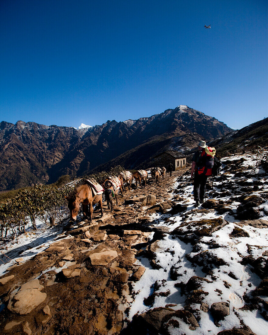 A trekker steps off the side of the trail to allow a mule train to pass Solukhumbu Region, Nepal