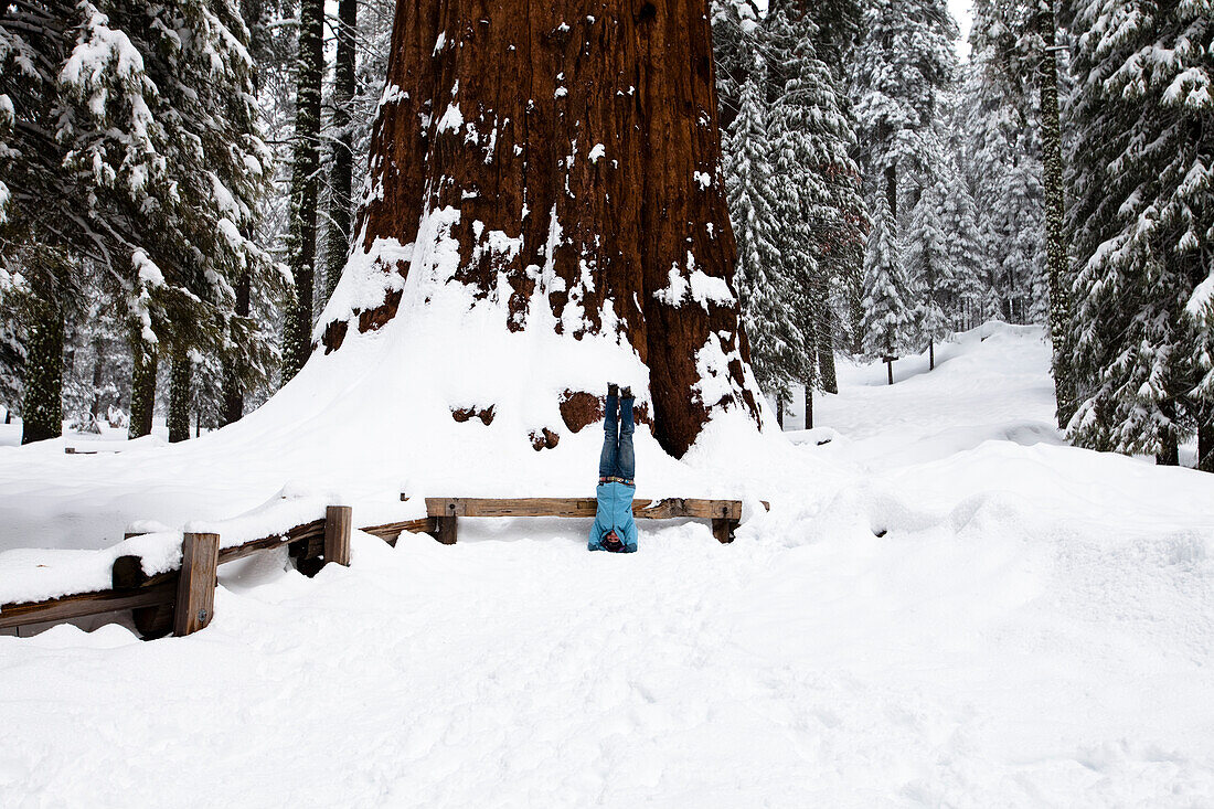 A woman does a headstand beneath the General Sherman tree Sequoia, California, United States of America